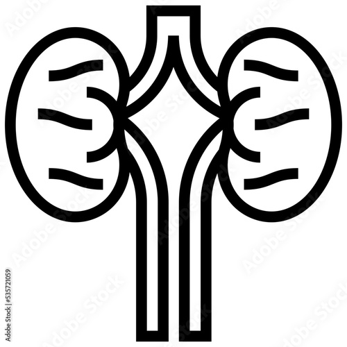 kidneys icon