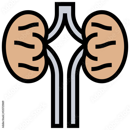 kidneys icon