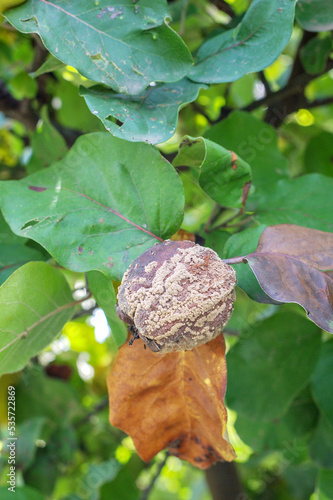 Rotten quince apple on the fruit tree, affected by the disease on a branch.