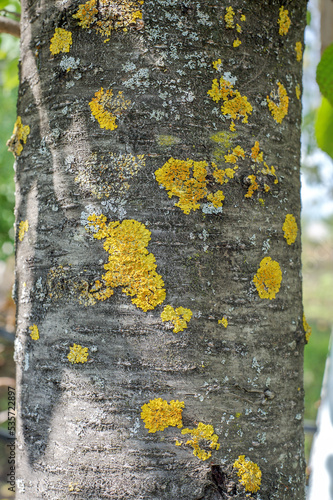A tree trunk covered with yellow green moss and lichens.