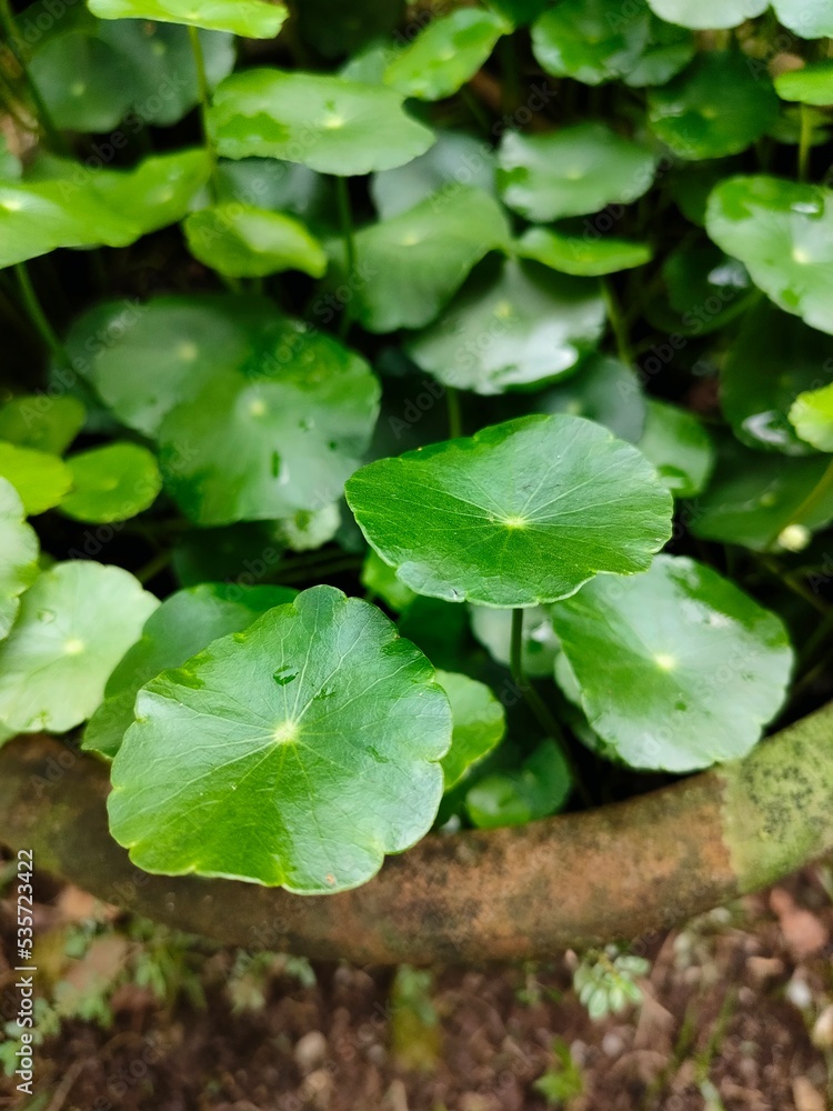 Fresh green leaves known as Centella Asiatica or cica or daun pegagan or gotu kola grow on the ground Fresh green leaves known as Centella Asiatica or cica or daun pegagan or gotu kola grow on the ground
