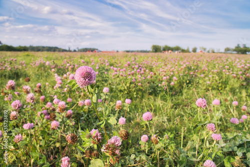 Clover field on a meadow. Flower meadow in green and pink. Plants from nature.