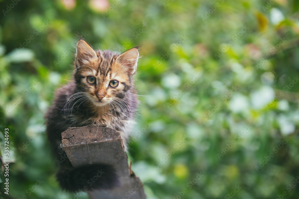 Little kitten sitting on the board in the summer garden Little kitten sitting on the board in the summer garden
