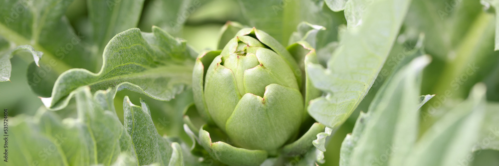 Fototapeta premium Green flower buds with leaves in park closeup