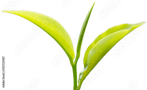 fresh green tea leaf on transparent background. PNG