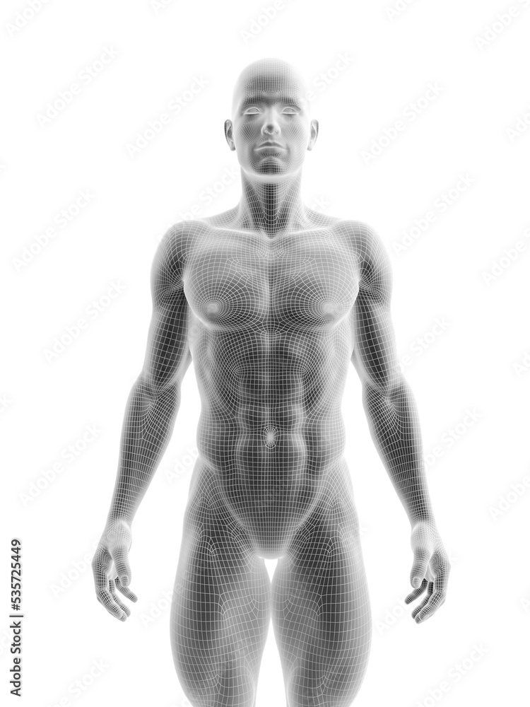 3d rendered medically accurate illustration of a ripped male model