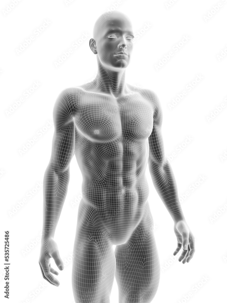 3d rendered medically accurate illustration of a ripped male model 3d rendered medically accurate illustration of a ripped male model