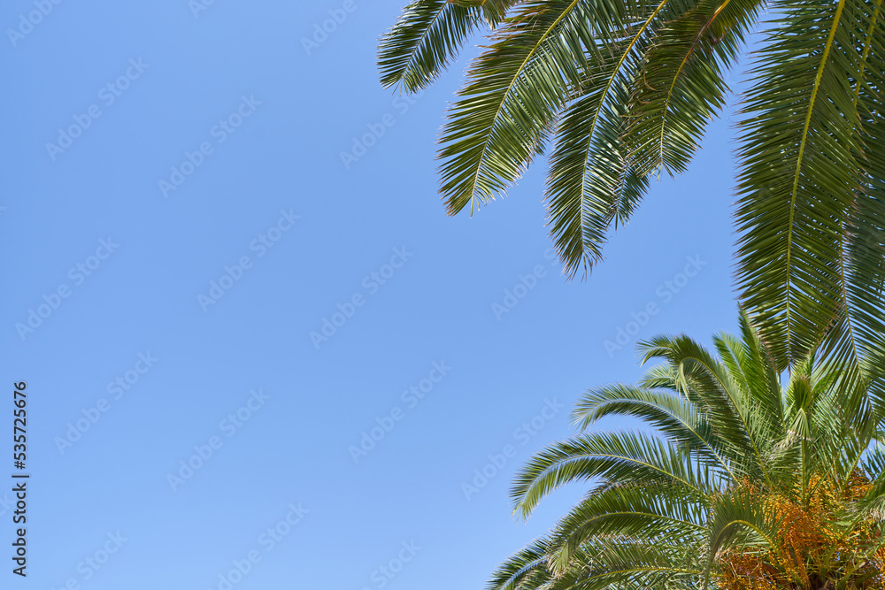 Vivid palm fronds on blue sky with copy space Vivid palm fronds on blue sky with copy space