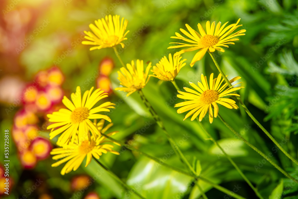 Yellow daisies grow in the meadow in summer
Yellow daisies grow in the meadow in summer