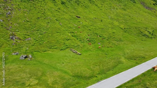 Cows grazing in lush green mountain hillside at Vikafjell Norway - Aerial showing flock of cattle feeding along road rv13 in Norway during summer photo