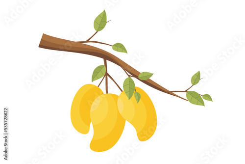 Mangoes. Vector yellow mango fruit. Illustration of mango fruit on a tree branch with green leaves. Natural fresh tropical fruits