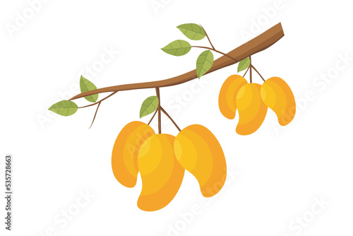 Mangoes. Vector yellow mango fruit. Illustration of mango fruit on a tree branch with green leaves. Natural fresh tropical fruits