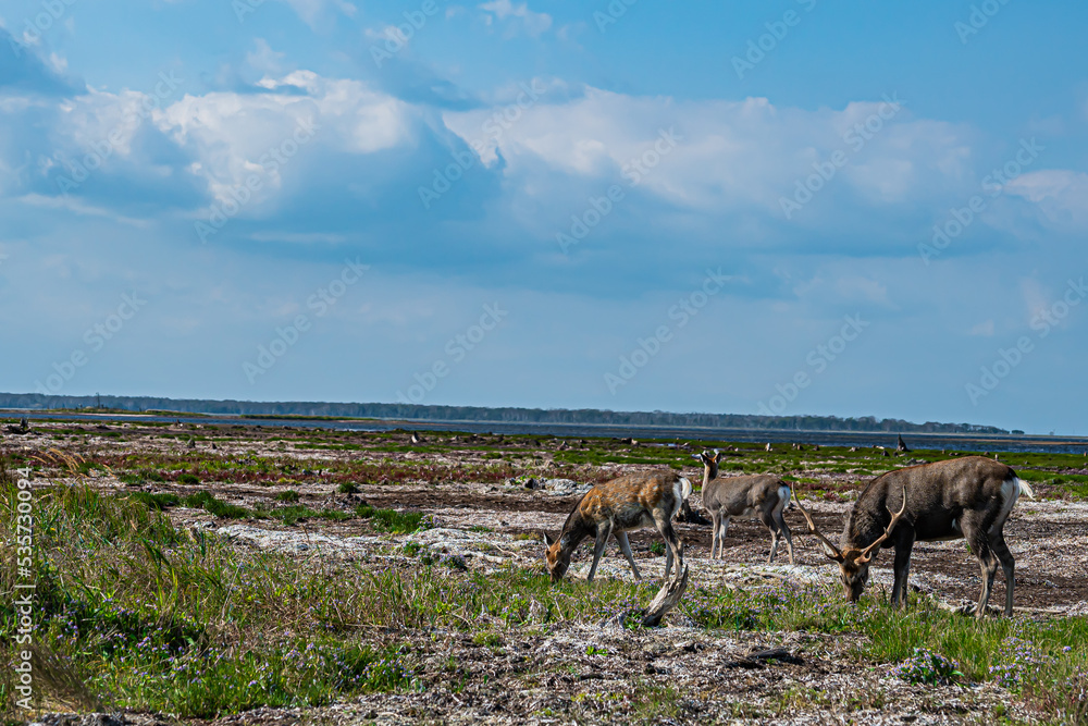 野付半島の風景 Stock Photo Adobe Stock