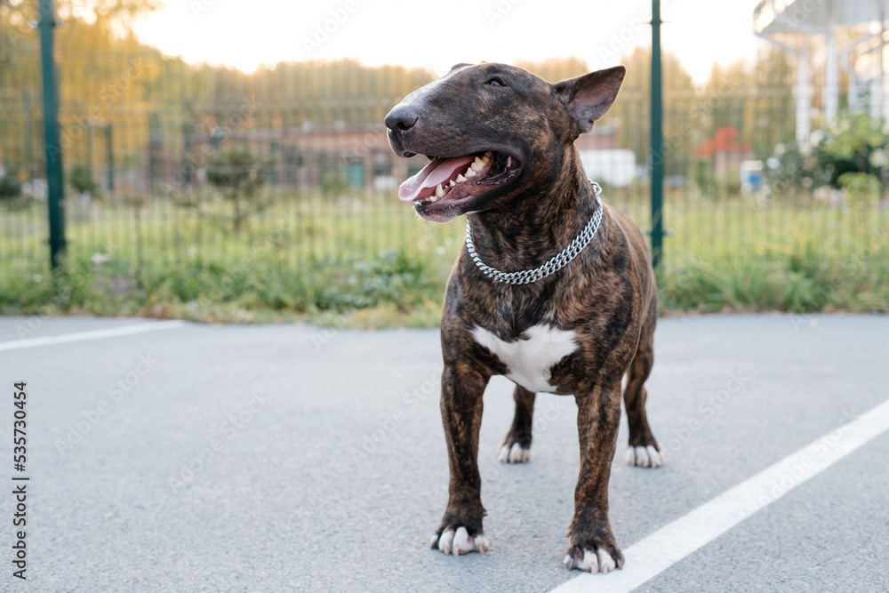 The portrait of the young beautiful bull terrier portrait in a brindle color