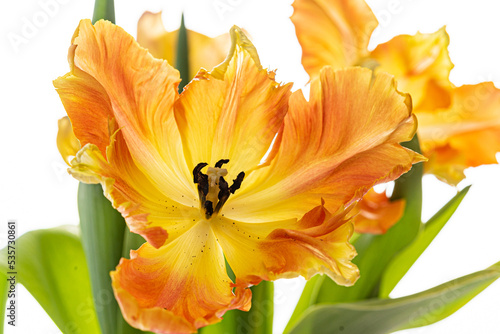 orange tulip on the white