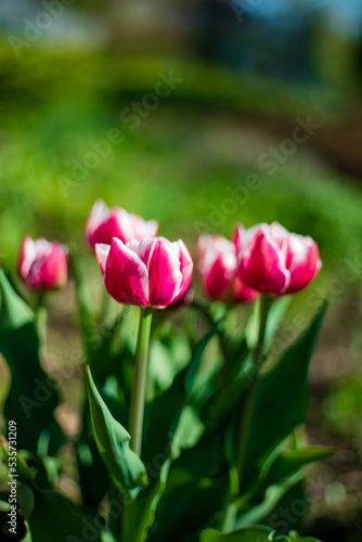 nice tulips in the garden