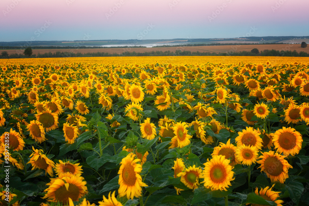 Fototapeta premium Big field with sunflowers against a bright sunset