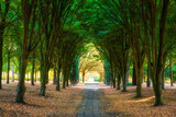 Walkway lane path with green trees in the park