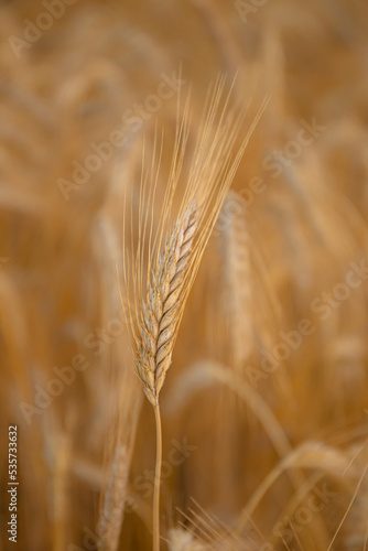 Golden wheat spike in a field. Grain spikes ripening in summer before the harvest.