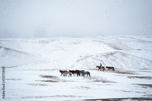 horses on snowfield