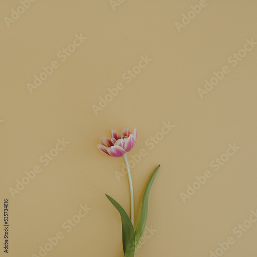 Delicate tulip flower on neutral yellow background with copy space