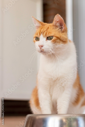 Vertical view of white and orange cat sitting while wating for food on metal plate