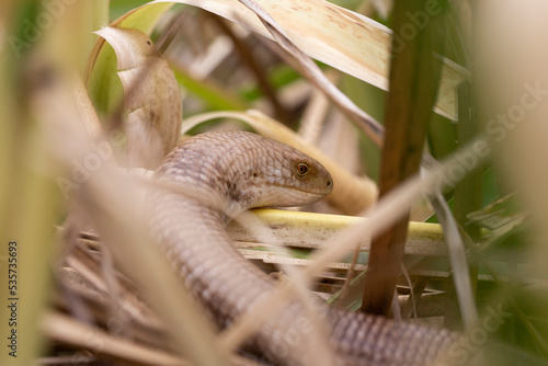 A closeup of the sheltopusik, Pseudopus apodus, also called Pallas' glass lizard photo