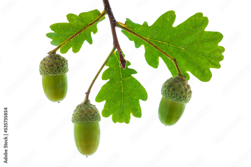 Obraz premium Eichenblatt und Eicheln am Zweig einer Eiche