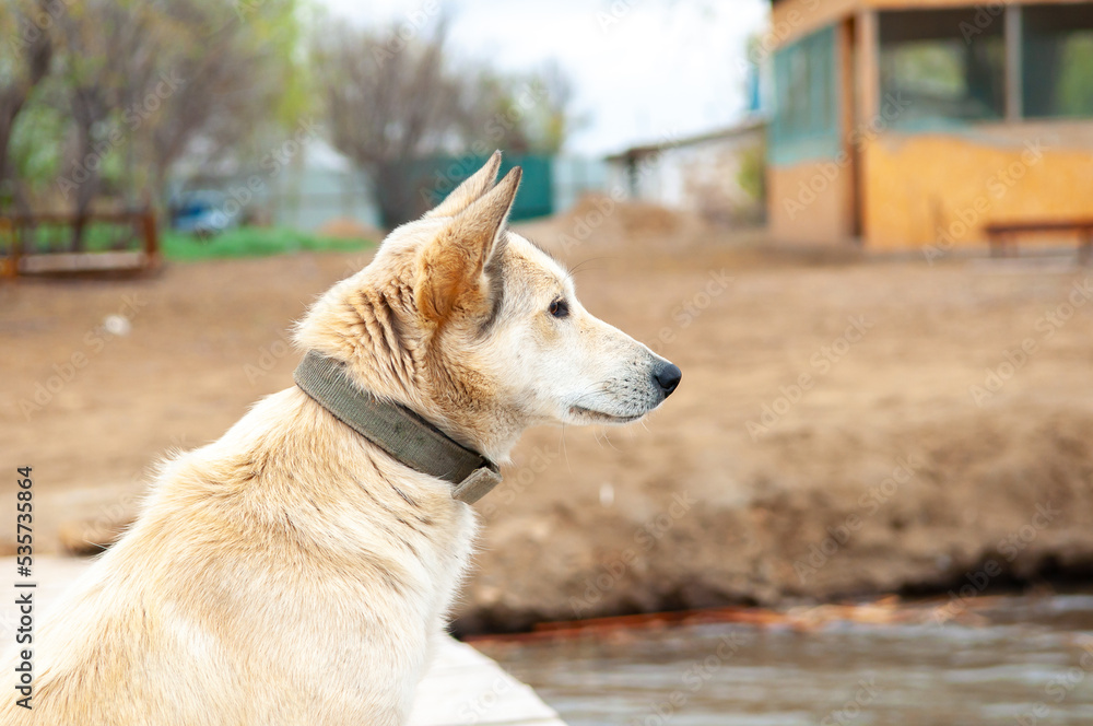 Dogs of the Kurzhaar breed are standing on the pier and waiting for the owner. Hunting dog waiting for prey. Pets are on the banks of the river. Dogs of the Kurzhaar breed are standing on the pier and waiting for the owner. Hunting dog waiting for prey. Pets are on the banks of the river.