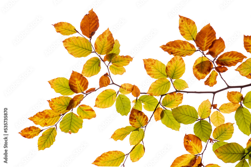 Blätter einer Buche auf einem Zweig im Herbst - Herbstlaub Blätter einer Buche auf einem Zweig im Herbst - Herbstlaub