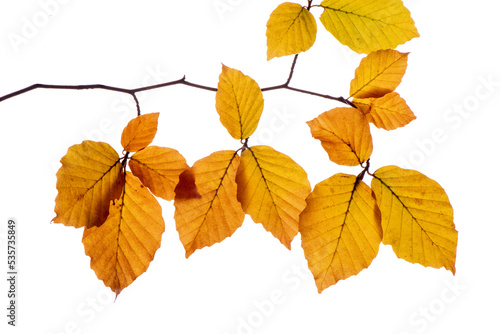 Blätter einer Buche auf einem Zweig im Herbst - Herbstlaub