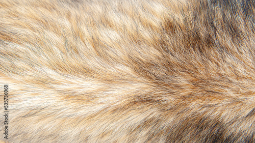 Photos Beautiful spotted fur close-up