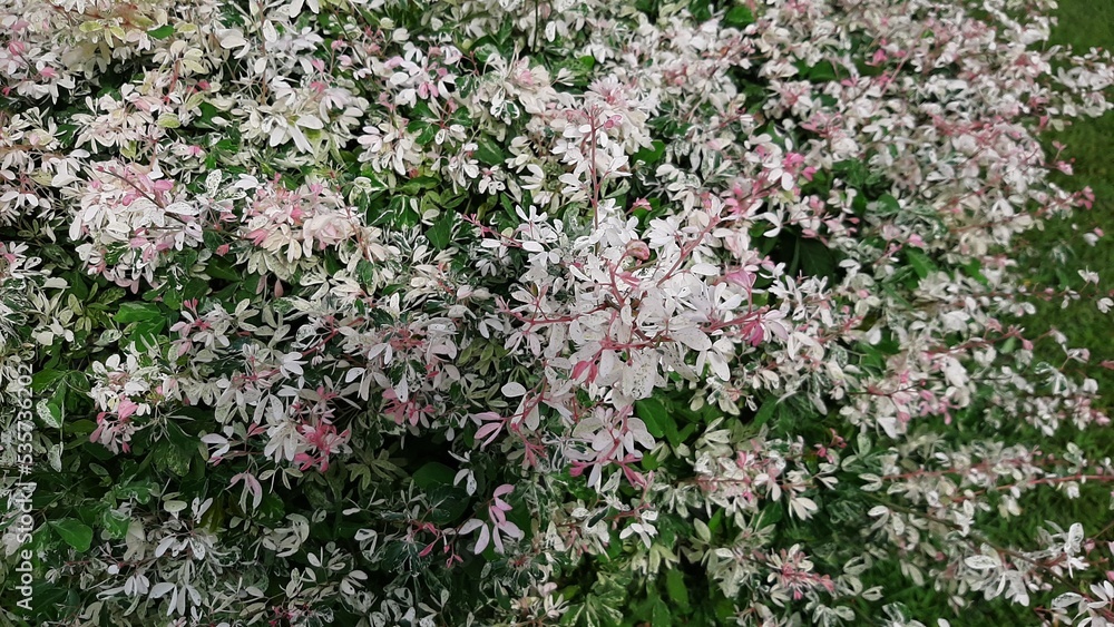 Very small, light pink flowers, on light green leaves, in the light of the sun, in the garden, looks beautiful, background pink flowers.