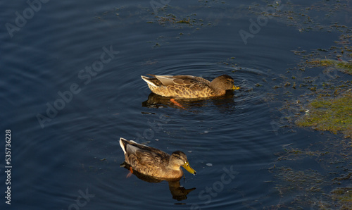 duck swimming in the water