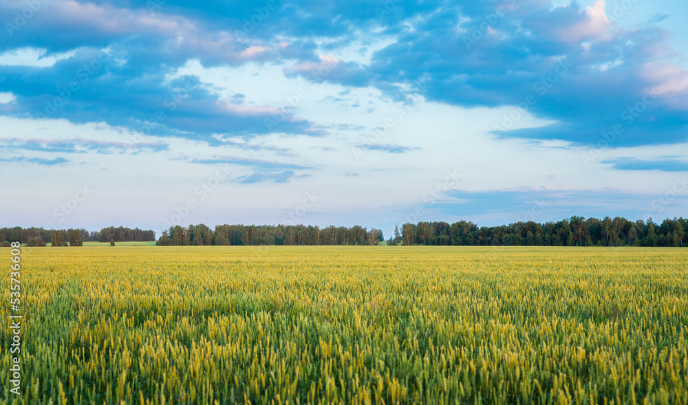 Green wheat on the field with beautiful sunset sky. Selective focus. Shallow depth of field. Green wheat on the field with beautiful sunset sky. Selective focus. Shallow depth of field.