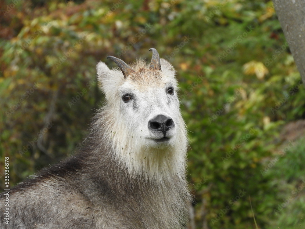 Fototapeta premium 二ホンカモシカ