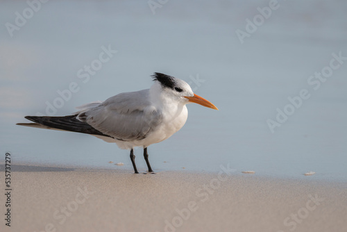 royal tern on the beach