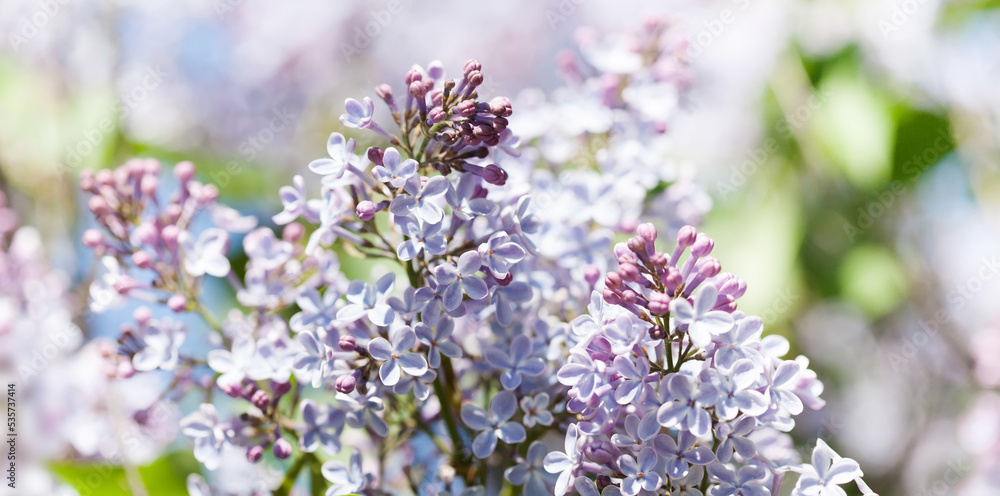 Beautiful springtime floral background with bunches of violet purple flowers. Blossoming Syringa vulgaris lilacs bush. soft focus photo, macro view.