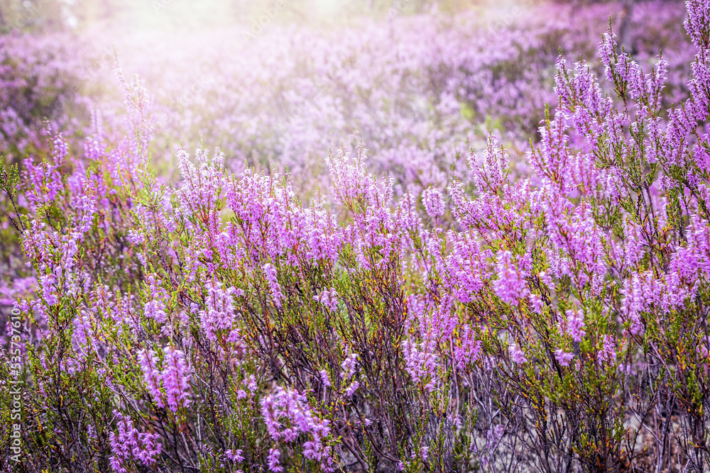 Naklejka premium Close up of colorful blossoming of heather growing