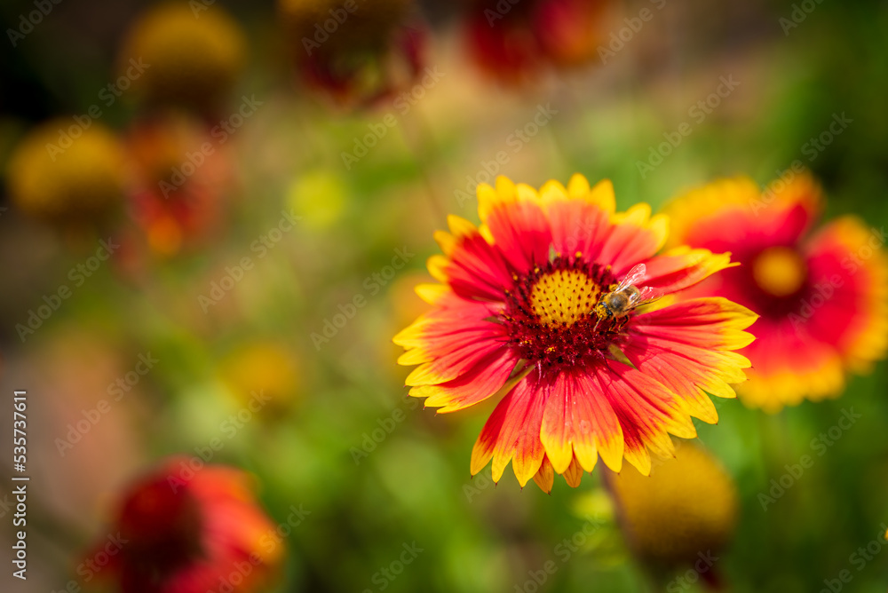 Bee sitting on the blooming flower of Gaillardia Bee sitting on the blooming flower of Gaillardia