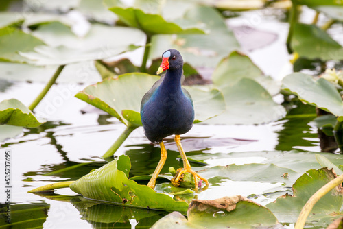 Purple Gallinule walking on the leaves, Everglades