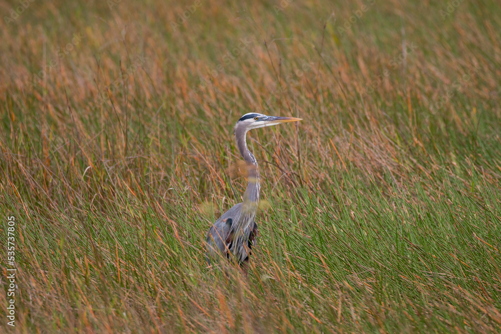 great blue heron in the wetlends, Everglades