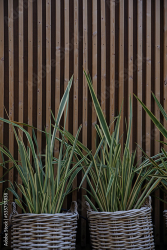 Dianella in braided straw pots on a wooden background. Long green leaves of Dianella. Vegetal decor. Striped leaves