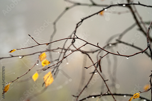 Autumn natural background with branches and raindrops, horizontal image