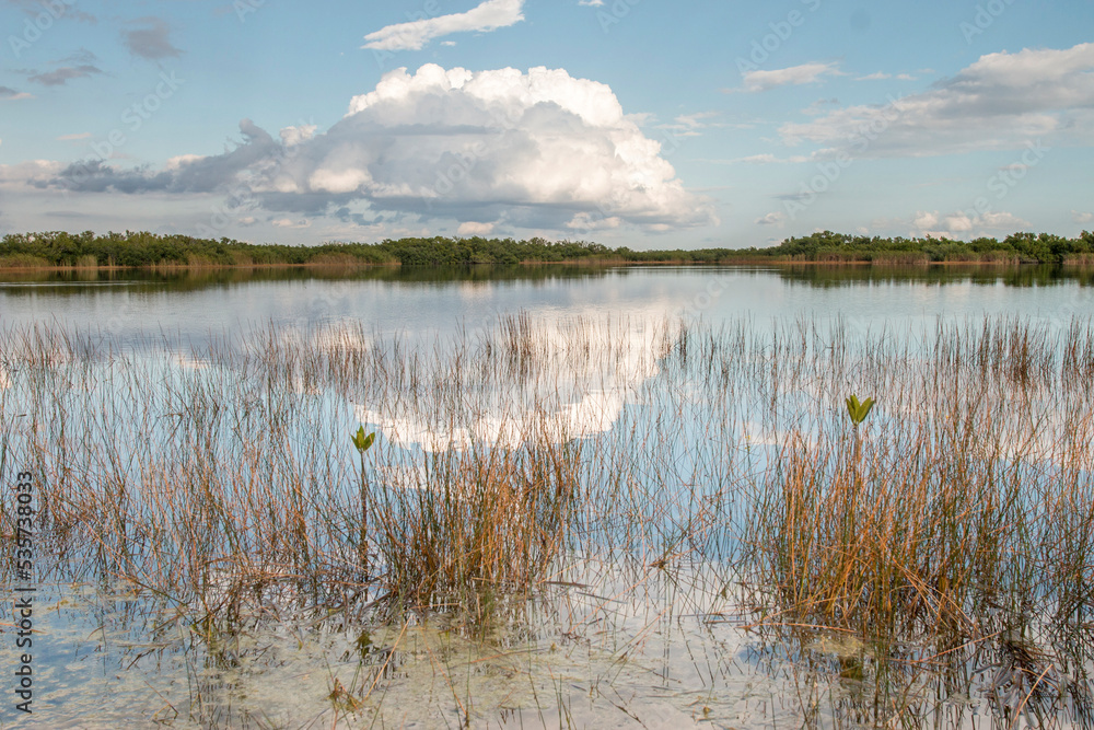pond in the Everglades, Florida