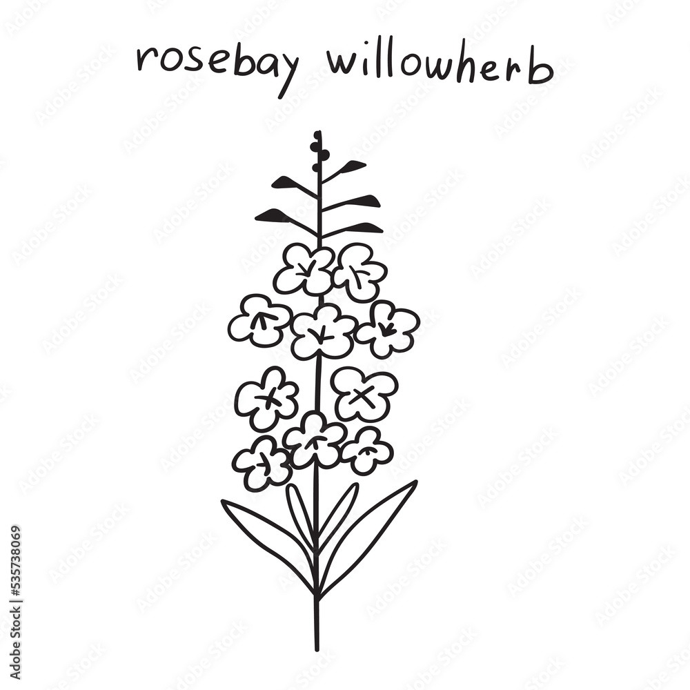 Obraz premium Rosebay Willowherb. Hand drawn vector outline icon.