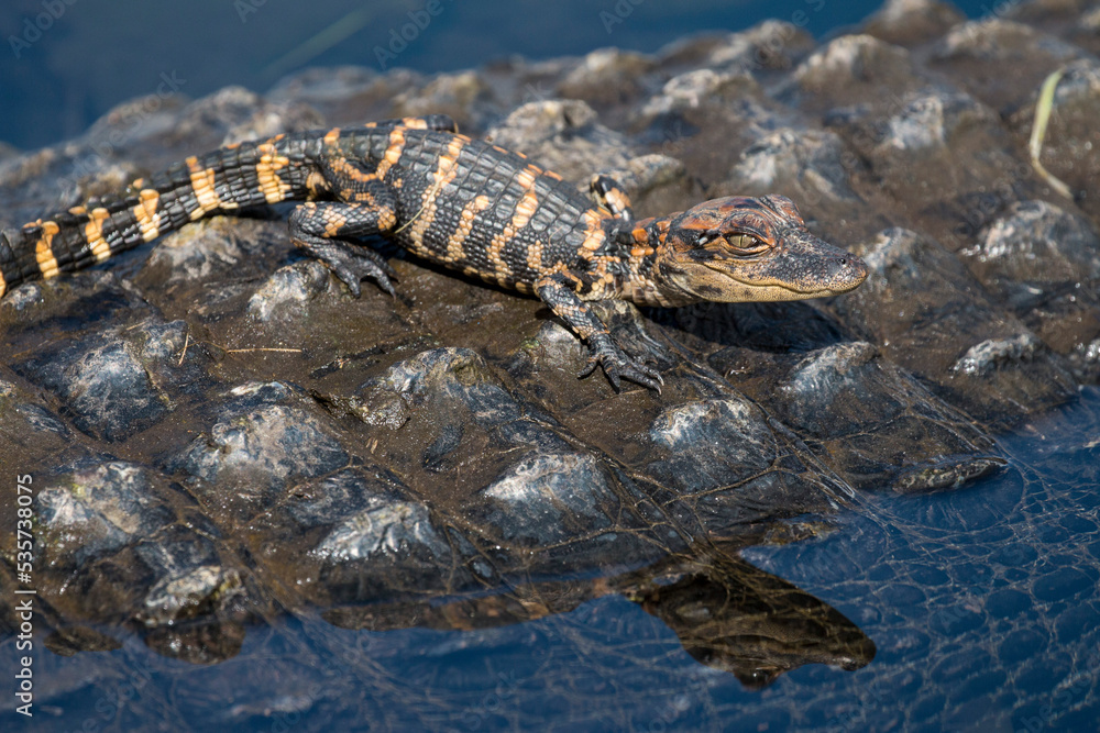 Fototapeta premium baby alligator basks on its mother back
