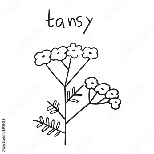 Tansy. Vector outline icon. Graphic design on white background