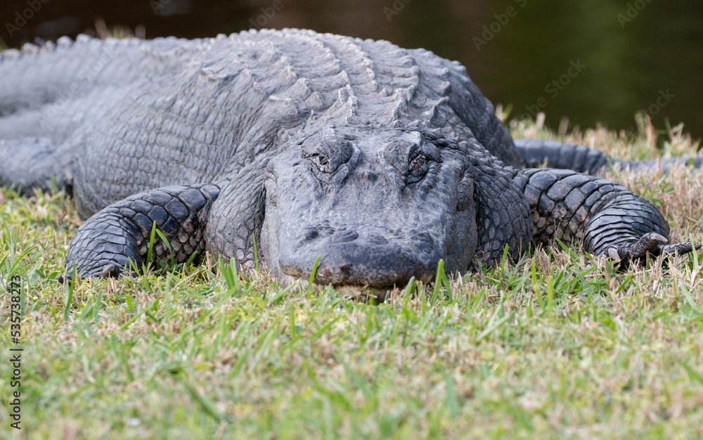 large alligator asking in the sun large alligator asking in the sun