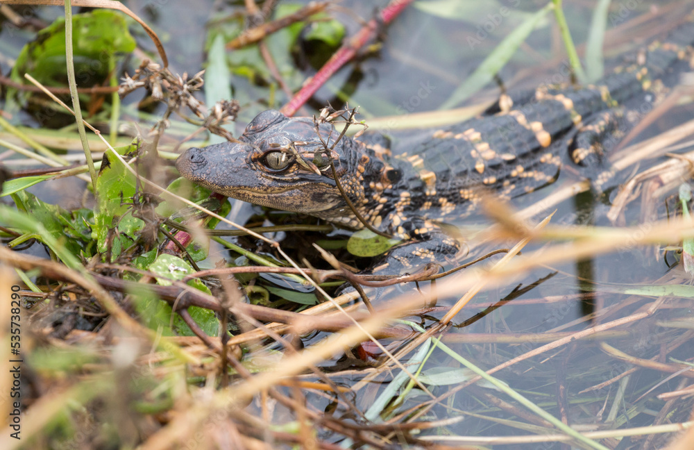 baby alligator in the swamp baby alligator in the swamp